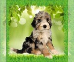 Puppy Mini Tina Bernedoodle (Miniature)