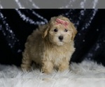 Small #3 Maltipoo