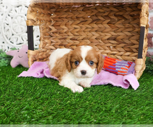 Cavalier King Charles Spaniel Puppy for sale in SYRACUSE, IN, USA