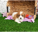 Image preview for Ad Listing. Nickname: Krissy