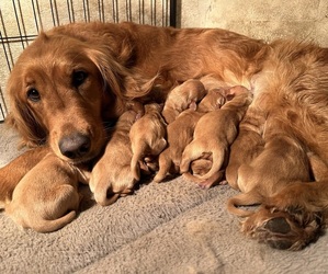 Golden Retriever Puppy for sale in SILVERTON, OR, USA