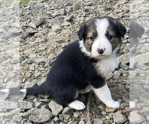 Border-Aussie-New Zealand Huntaway Mix Puppy for sale in PHILOMATH, OR, USA