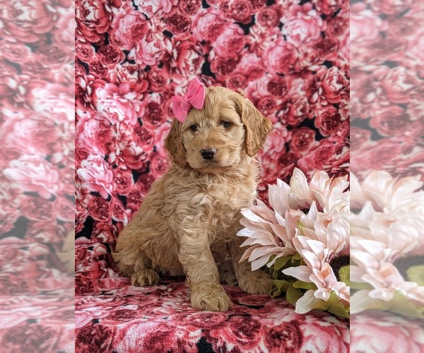 Medium Photo #8 Cockapoo Puppy For Sale in NOTTINGHAM, PA, USA