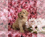Small Photo #8 Cockapoo Puppy For Sale in NOTTINGHAM, PA, USA