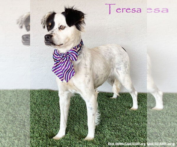 Medium Photo #1 Australian Shepherd-Unknown Mix Puppy For Sale in San Diego, CA, USA