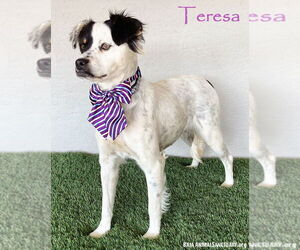 Australian Shepherd-Unknown Mix Dogs for adoption in San Diego, CA, USA