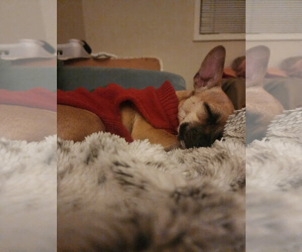 Medium Photo #7 Chiweenie Puppy For Sale in Chandler, AZ, USA