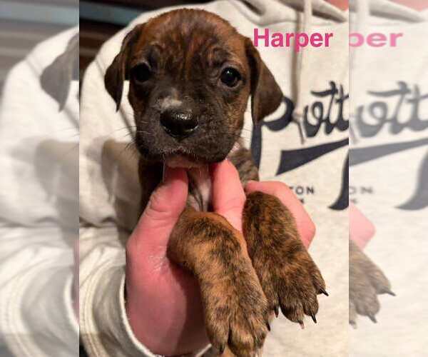 Medium Photo #9 Boxador Puppy For Sale in New York, NY, USA