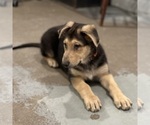 Small #3 German Shepherd Dog