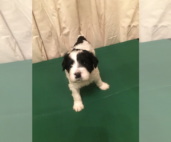Medium Photo #8 Portuguese Water Dog Puppy For Sale in BROOKFIELD, WI, USA