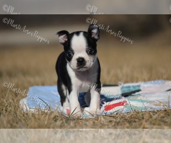 Medium Photo #4 Boston Terrier Puppy For Sale in LAMAR, MO, USA