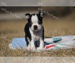 Small Photo #4 Boston Terrier Puppy For Sale in LAMAR, MO, USA