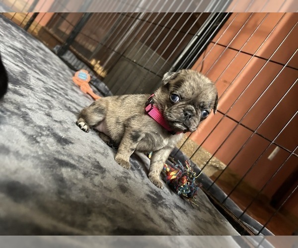 Medium Photo #1 Pug Puppy For Sale in BLOOMINGTON, IL, USA