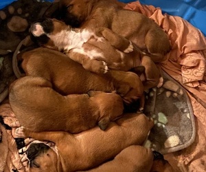 Boxer Puppy for sale in RALEIGH, NC, USA