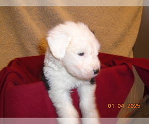 Old English Sheepdog Puppy for sale in RAYMORE, MO, USA