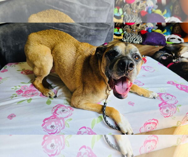 Medium Photo #4 Boxer-Unknown Mix Puppy For Sale in Princeton, MN, USA