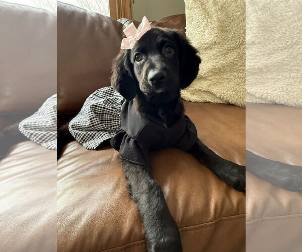 Medium Photo #2 German Shorthaired Pointer-Unknown Mix Puppy For Sale in St. Louis Park, MN, USA