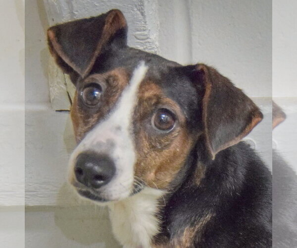Medium Photo #1 Jack-A-Bee Puppy For Sale in Huntley, IL, USA