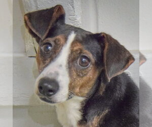 Jack-A-Bee Dogs for adoption in Huntley, IL, USA