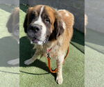 Small #2 Saint Bernard