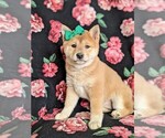Small Photo #3 Shiba Inu Puppy For Sale in ATGLEN, PA, USA