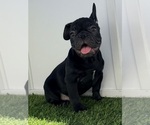 Small #2 French Bulldog
