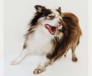 Libby - Female Australian Shepherd Dog for Adoption - Photo #3