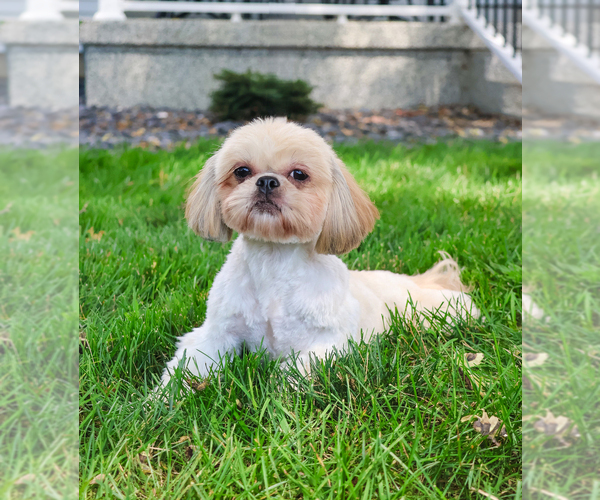 Medium Photo #1 Shih Tzu Puppy For Sale in SYRACUSE, IN, USA
