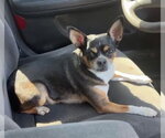 Small #1 Chihuahua Mix