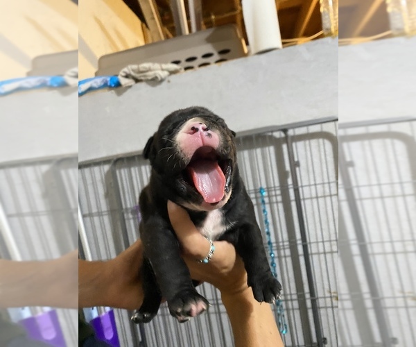 Medium Photo #2 Olde English Bulldogge Puppy For Sale in FOSTER, RI, USA