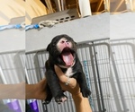 Small Photo #2 Olde English Bulldogge Puppy For Sale in FOSTER, RI, USA