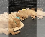 Small Photo #4 Golden Retriever Puppy For Sale in IRWIN, PA, USA