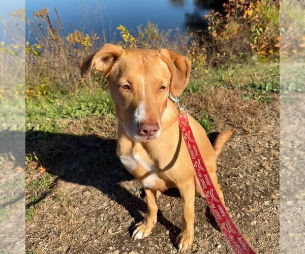 Medium Photo #7 Labrador Retriever-Unknown Mix Puppy For Sale in Canton, CT, USA
