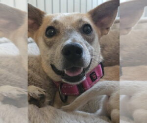 Foxy - Female Unknown-pomeranian spitz Mix Dog for Adoption - Photo #4