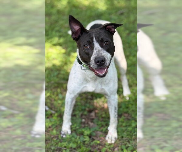 Medium Photo #1 American Staffordshire Terrier Puppy For Sale in Cranford, NJ, USA
