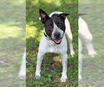 Small American Staffordshire Terrier