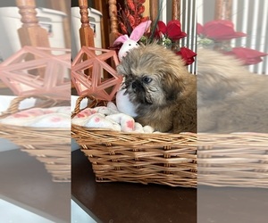 Shih Tzu Puppy for sale in BRIDGETON, NJ, USA