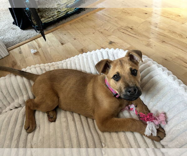 Medium Photo #3 Mutt Puppy For Sale in Polson, MT, USA