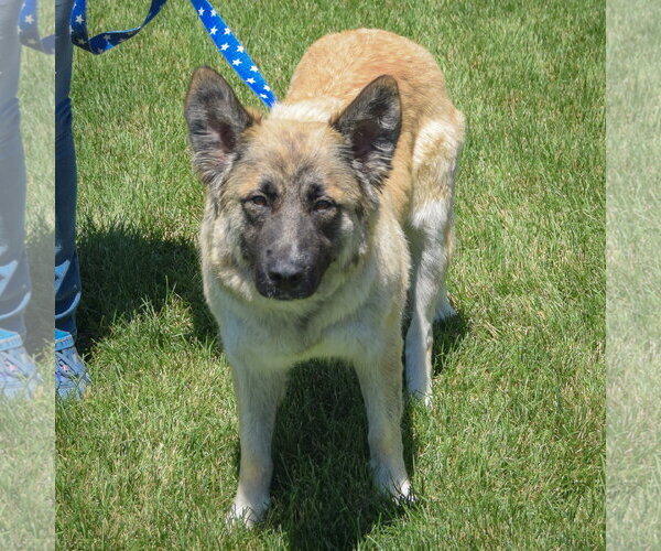Medium Photo #3 German Shepherd Dog-Unknown Mix Puppy For Sale in Huntley, IL, USA