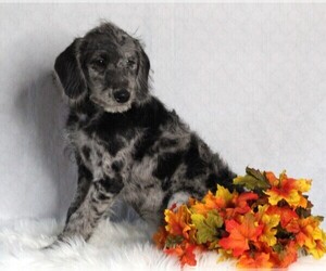Labradoodle Puppy for sale in FREDERICKSBURG, OH, USA