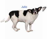 Small Chihuahua