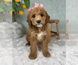 Goldendoodle (Miniature) Puppy for Sale in FRANKLIN, Indiana USA