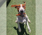 Small #6 Redbone Coonhound Mix