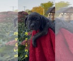 Small #2 America Bandogge Mastiff-Cane Corso Mix