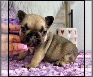 French Bulldog Puppy for sale in OJAI, CA, USA