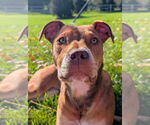 Small #6 American Pit Bull Terrier Mix