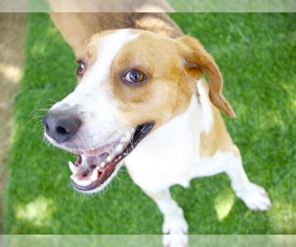 Medium Photo #2 Treeing Walker Coonhound-Unknown Mix Puppy For Sale in Tallahassee, FL, USA