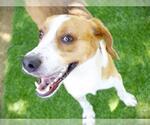 Small #1 Treeing Walker Coonhound Mix