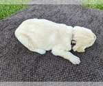 Small Photo #34 Golden Retriever Puppy For Sale in WOOSTER, OH, USA
