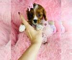 Small Cavapoo (Toy)